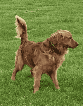 Riversbend Kennel